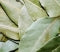 Bay Leaves 50g