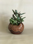 Ceramic Plant Pots