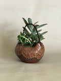 Ceramic Plant Pots