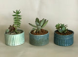 Ceramic Plant Pots