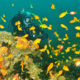 Sardine Run Diving Experience - Blue Oceans Dive Resort