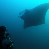 Sardine Run Diving Experience - Blue Oceans Dive Resort