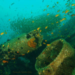 Sardine Run Diving Experience - Blue Oceans Dive Resort